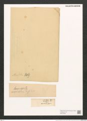 Gomphonema longiceps Ehr. (de-Toni-Nr.: Genus 37, Species 1735) Zeichnungen Sammlung Grunow (NHMW-BOT-W0370939)